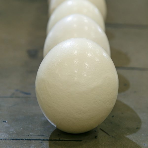 Cape Karoo Ostrich Emporium Eggs